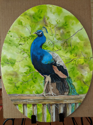 peacock_small